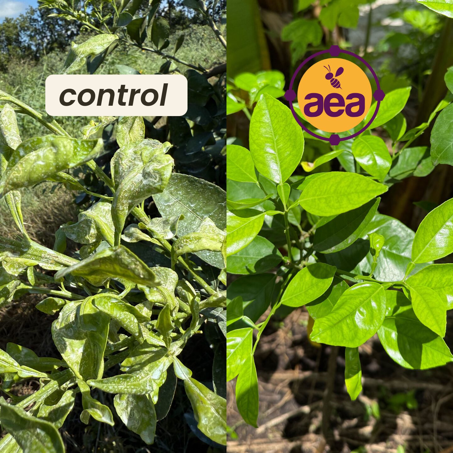 valencia-side-by-side