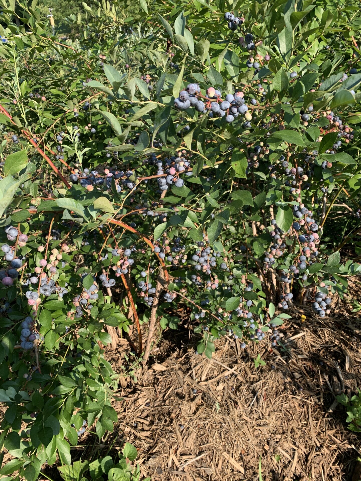 legacy-valley-blueberries-1