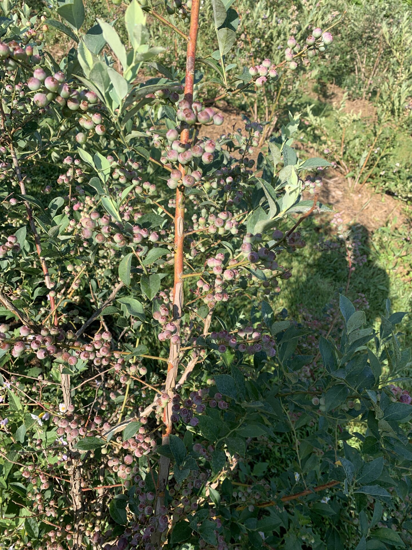 legacy-valley-blueberries-2