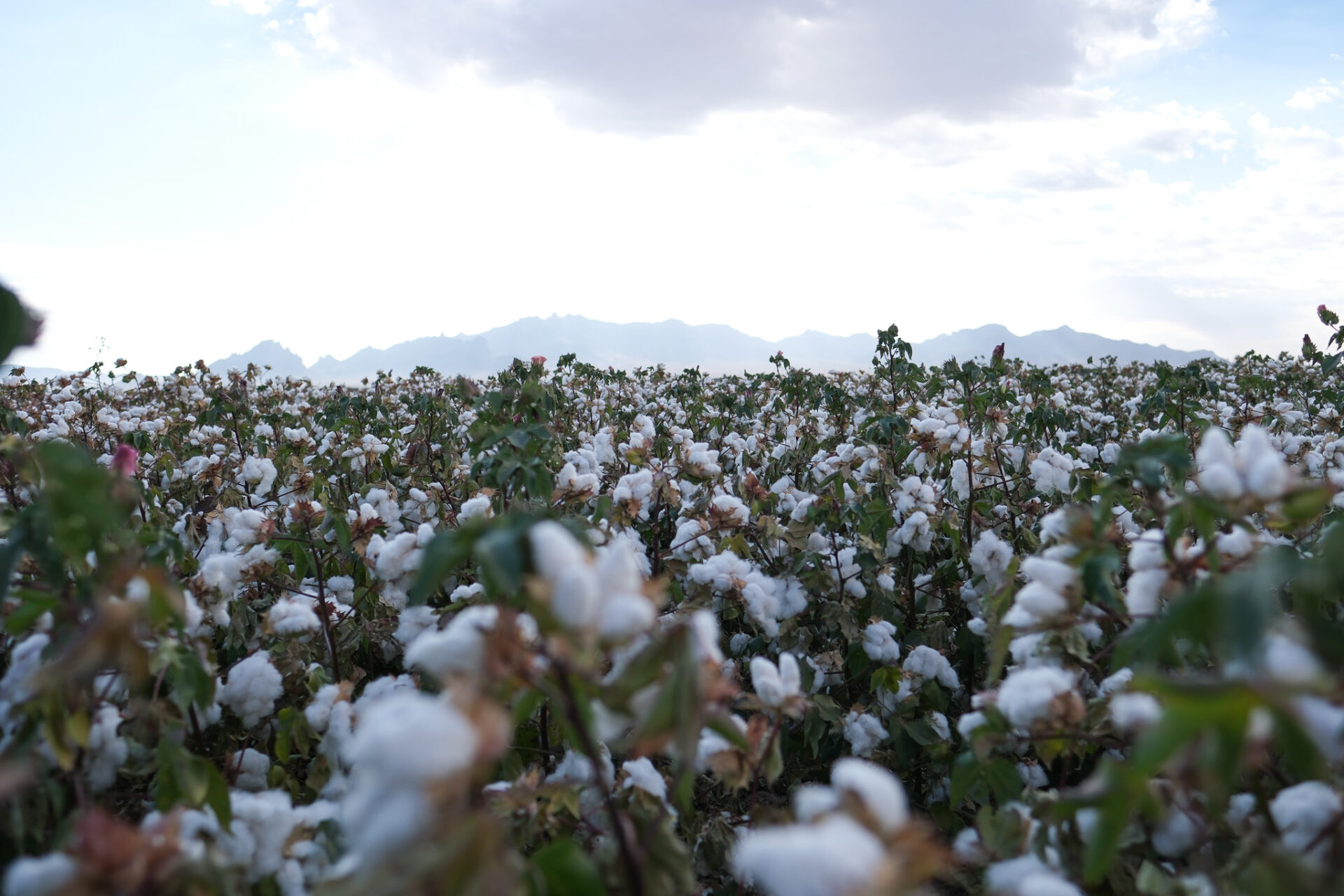 cotton-field-mountains-behind