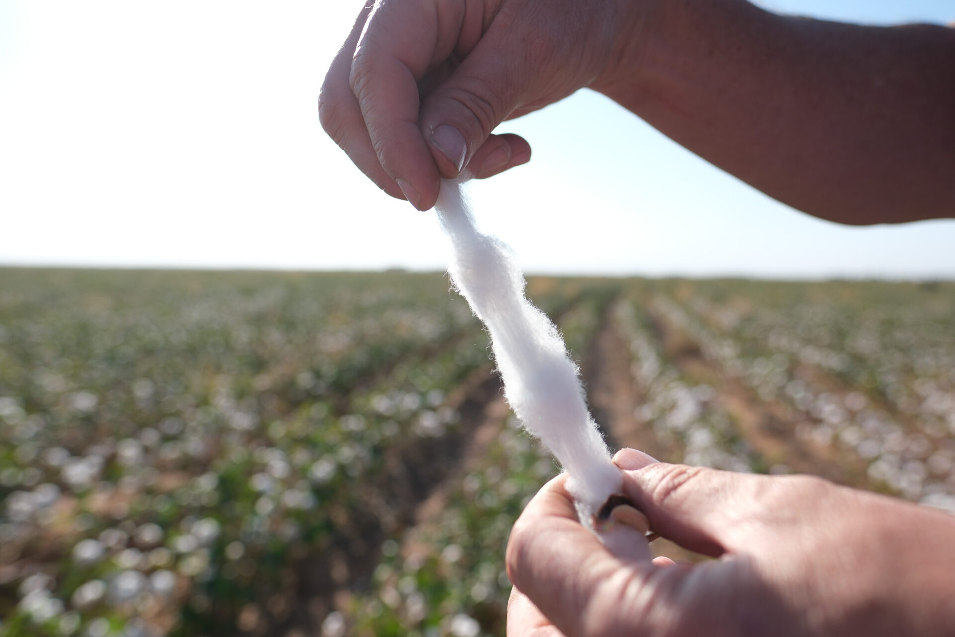 cotton-in-hands