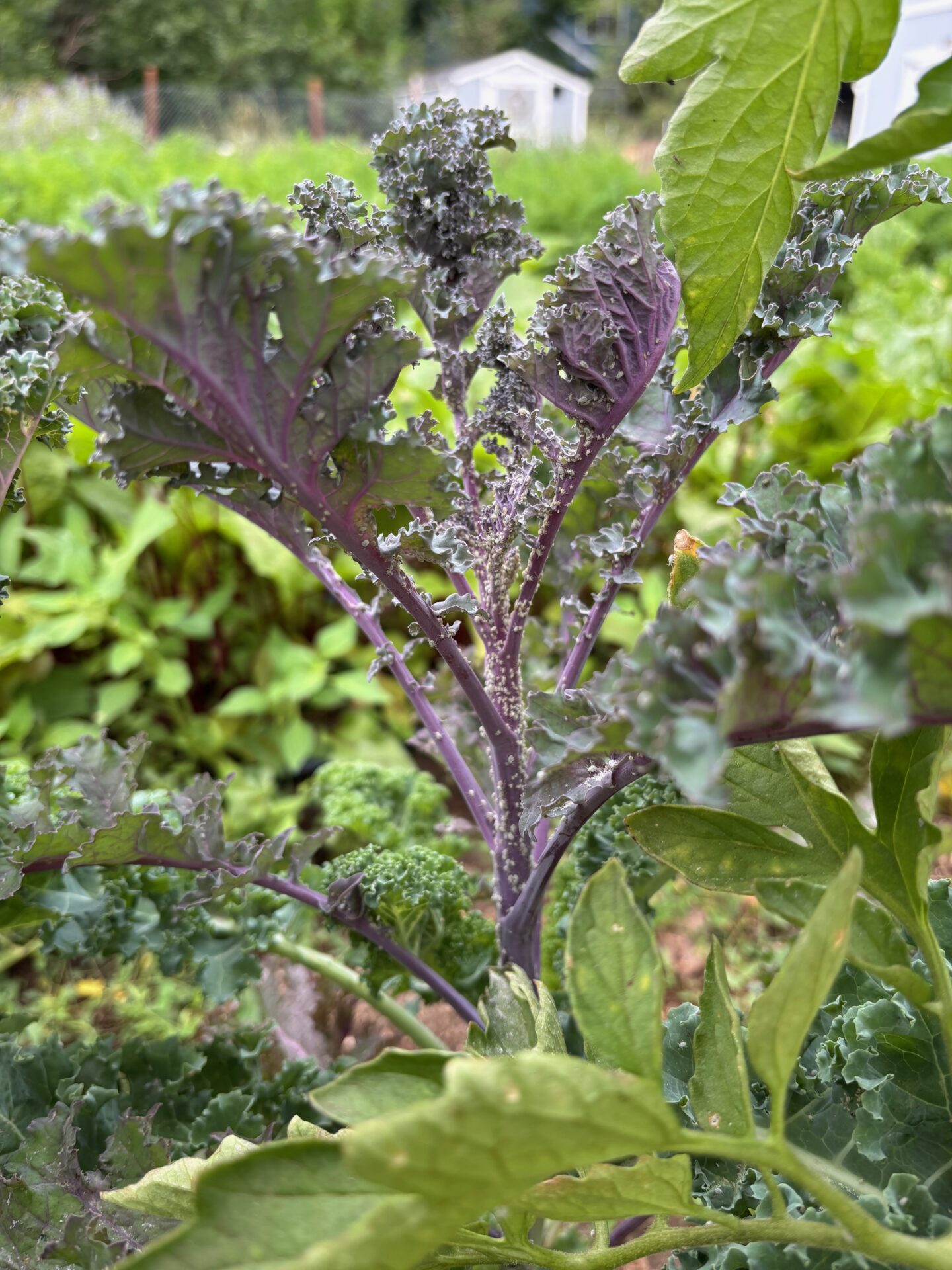aphids-on-kale