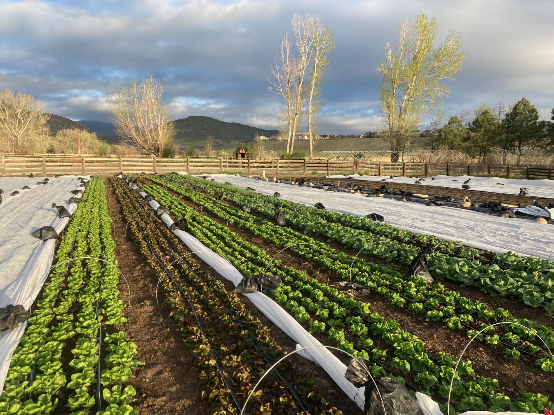 greens-beds-with-row-cover