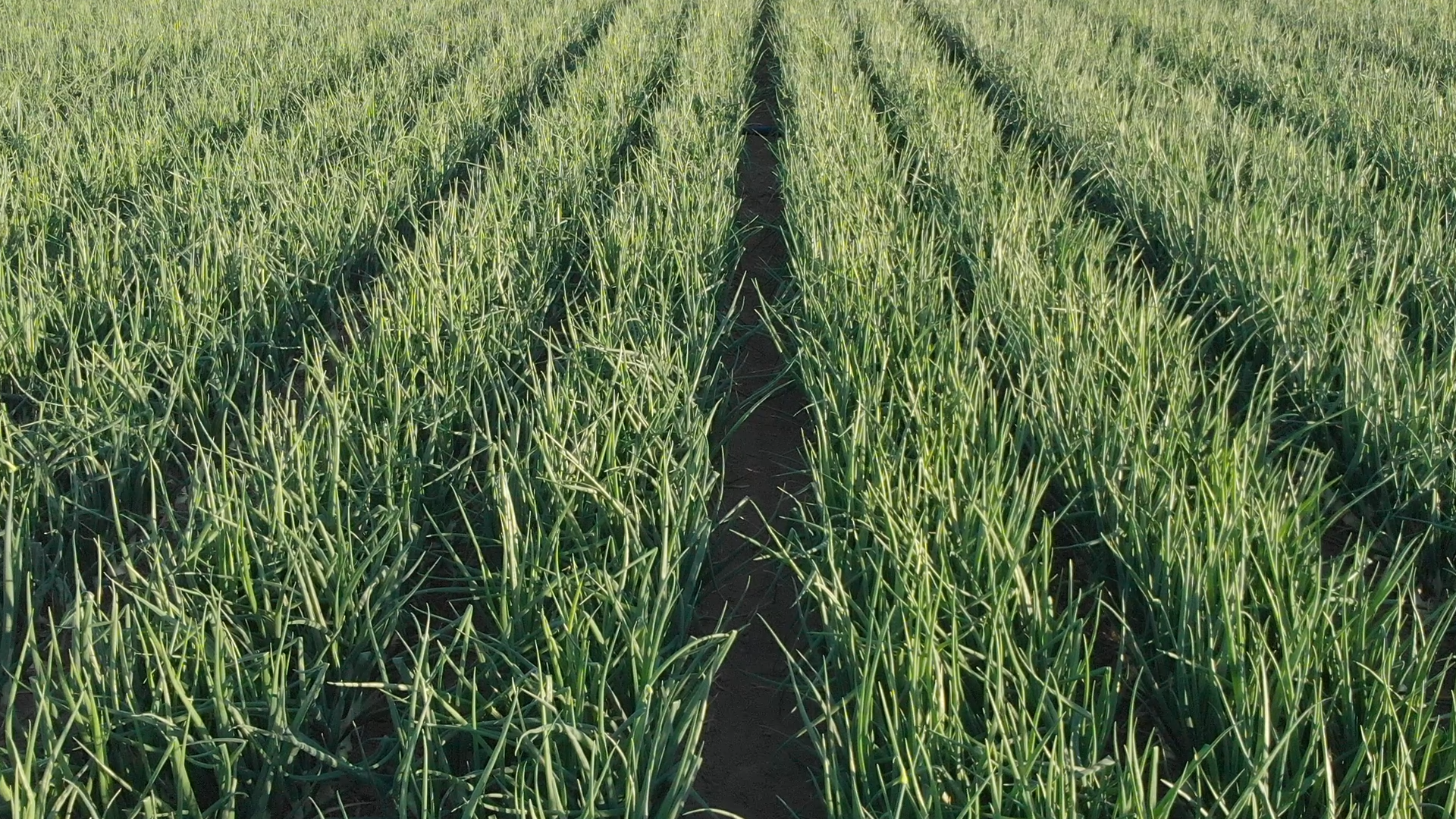 onions_1-41-1 onions_1-41-1